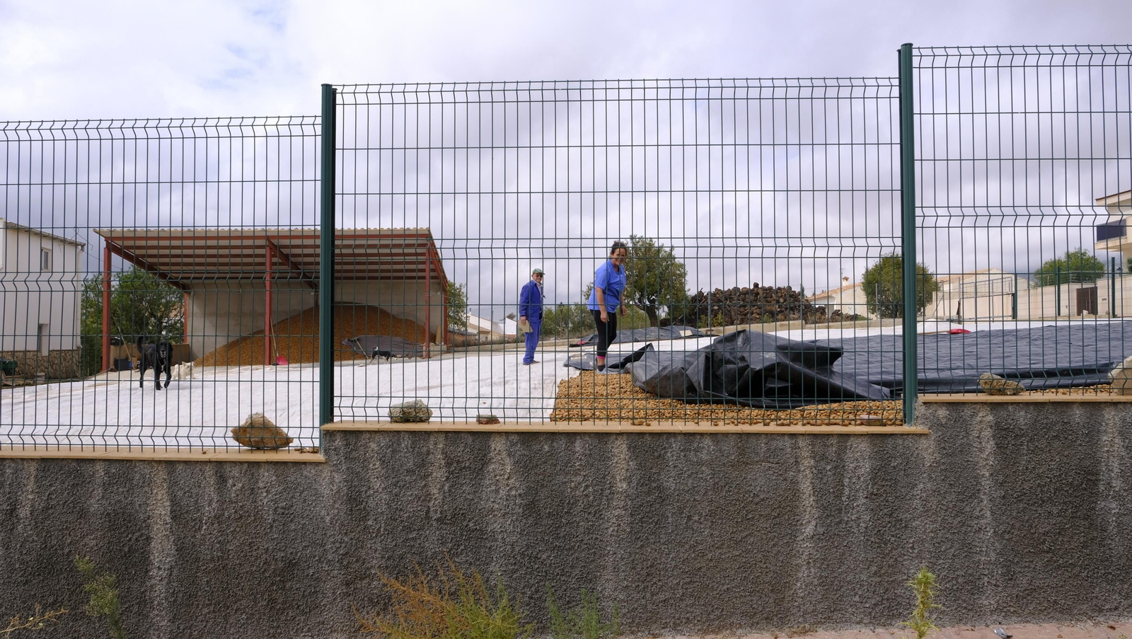 Imágenes de la almendra ecológica de Chirivel
