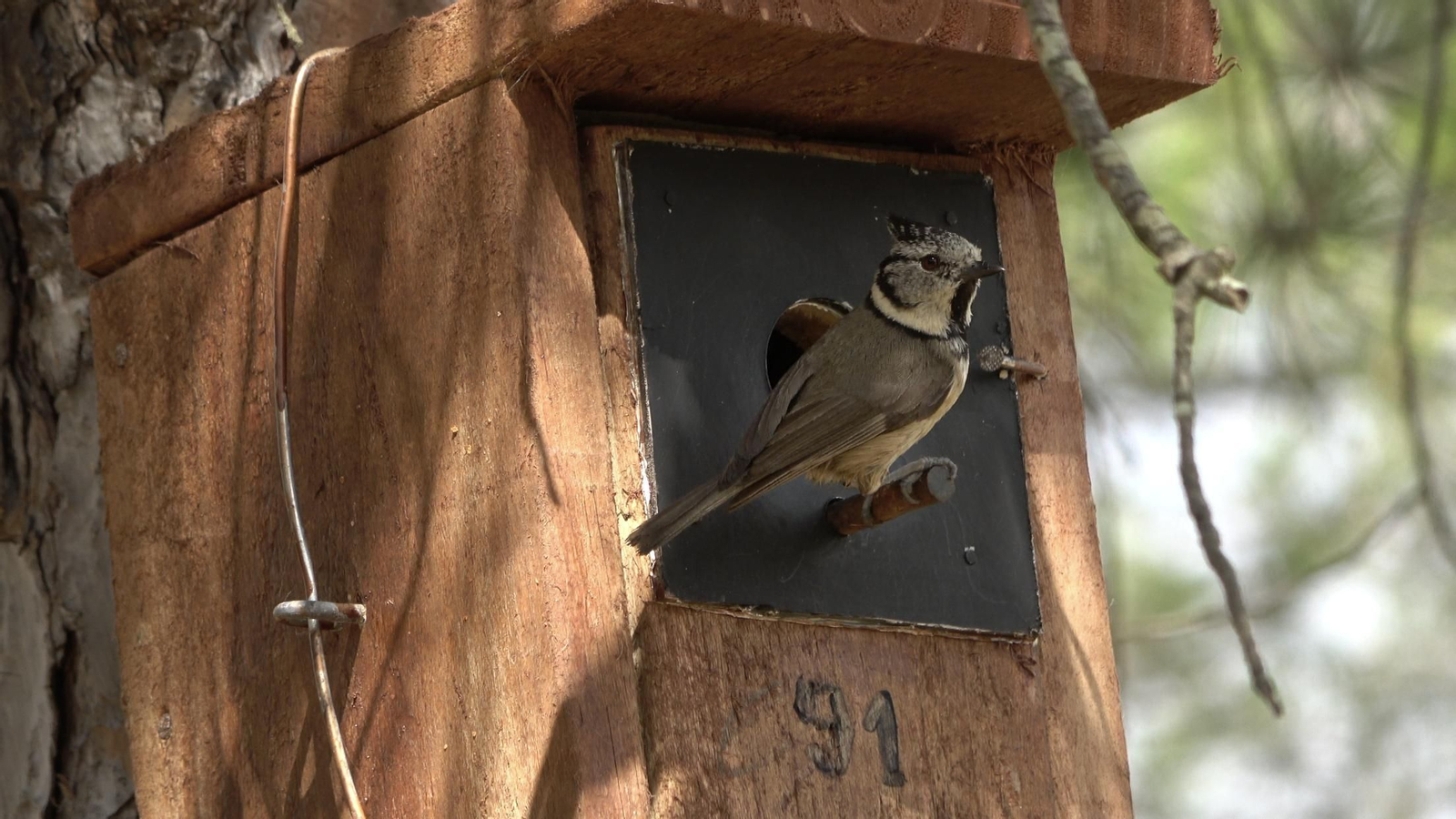 Herrerillo capuchino en una de las cajas instaladas en el paraje. Herrerillo capuchino en una de las cajas instaladas en el paraje.