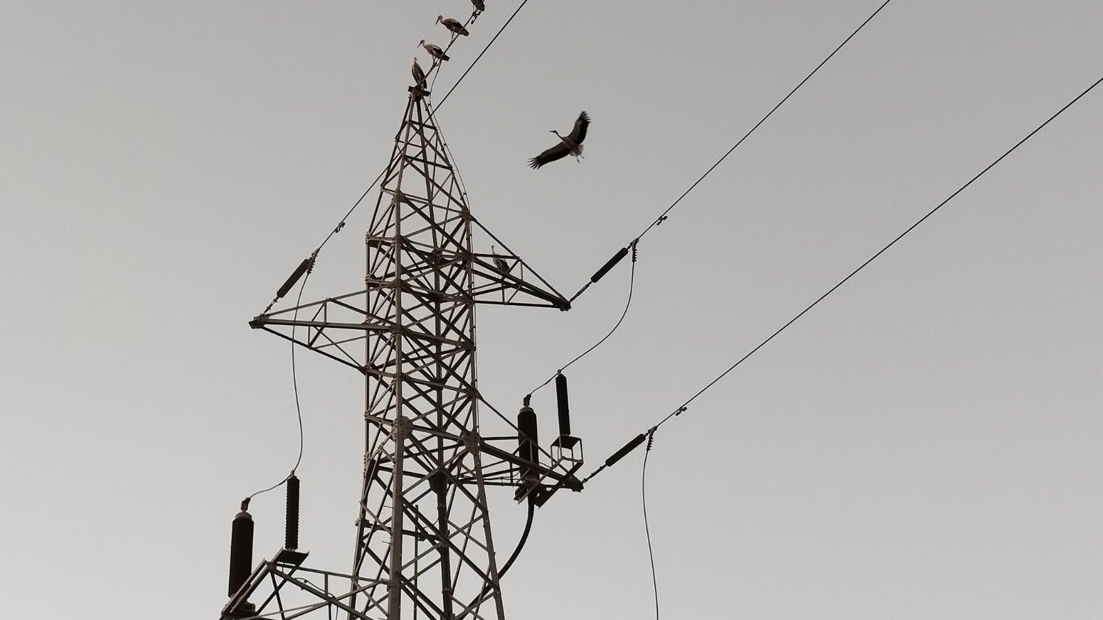Cigüeás posadas en una torre de electricidad en Almería.
