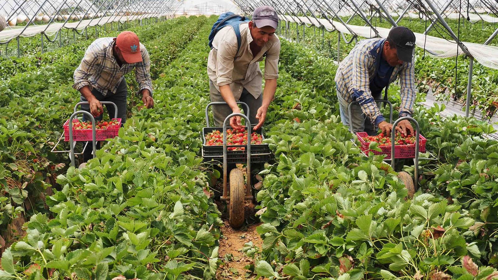 Temporeros honDureños durante las labores de recolección de la fresa en Agromartín (Lepe)