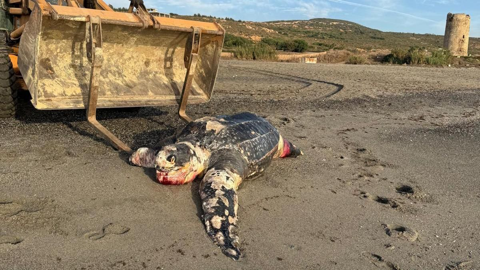 La tortuga laud que apareció muerta en la playa de Torrenueva.