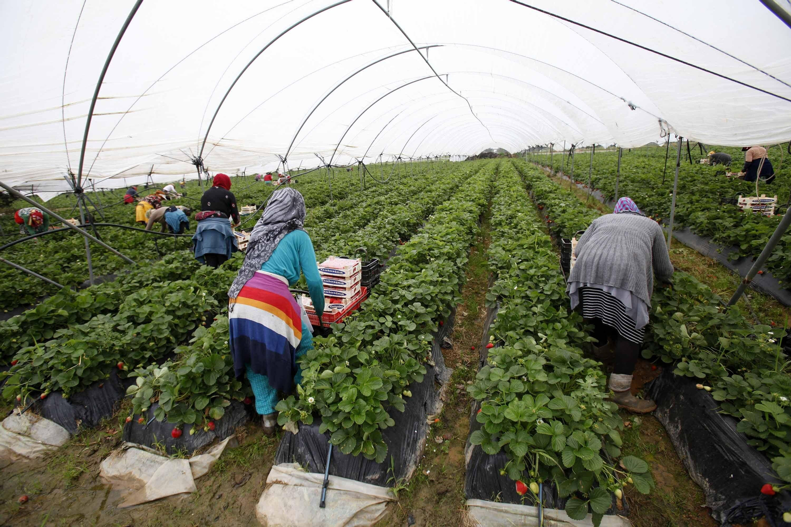 Un grupo de temporeras marroquíes trabaja en la recolección de fresa.