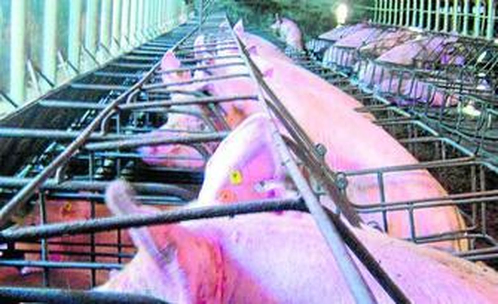 El proyecto se encuentra en fase de solicitud de autorización ambiental integrada.