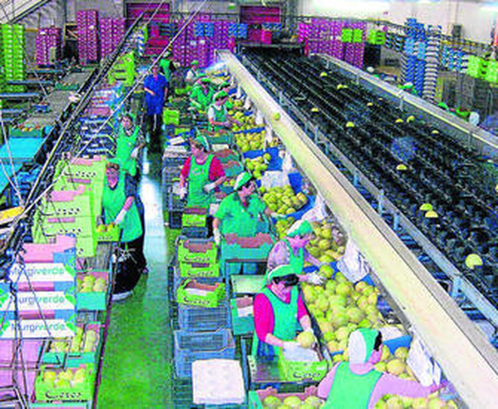 Murgiverde cuenta con cuatro centros de manipulado y algo más de 300 socios.