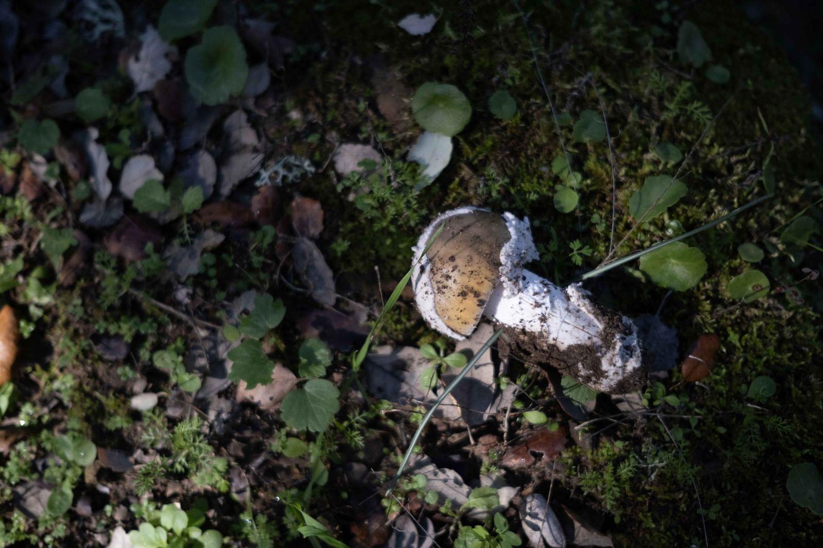 Jornadas micológicas de Cortes de la Frontera, en fotos