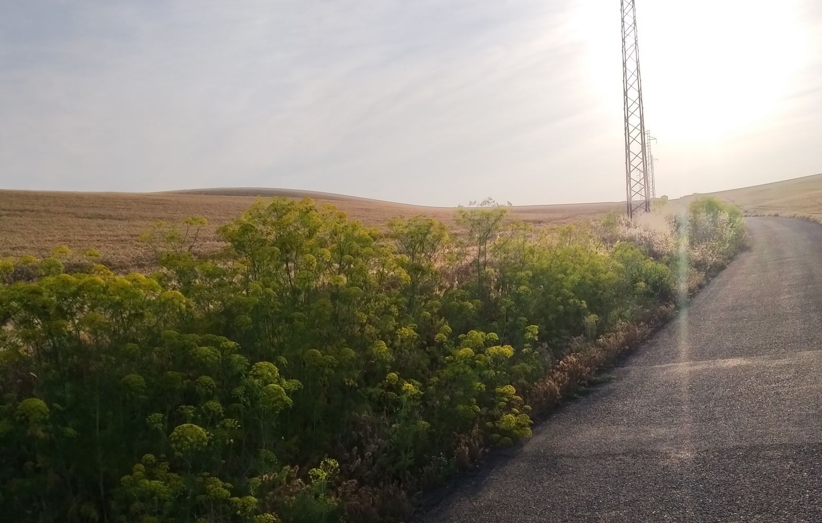 Vegetación espontánea en una de las carreteras de la provincia.