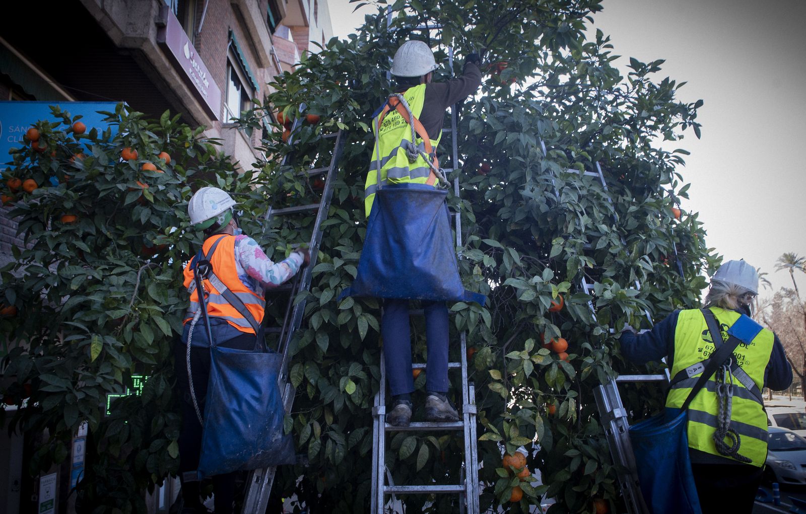 La recogida de naranja amarga en Sevilla