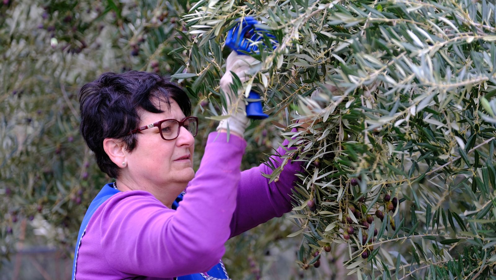 Fotogalería recolección aceituna en Abla. Almería