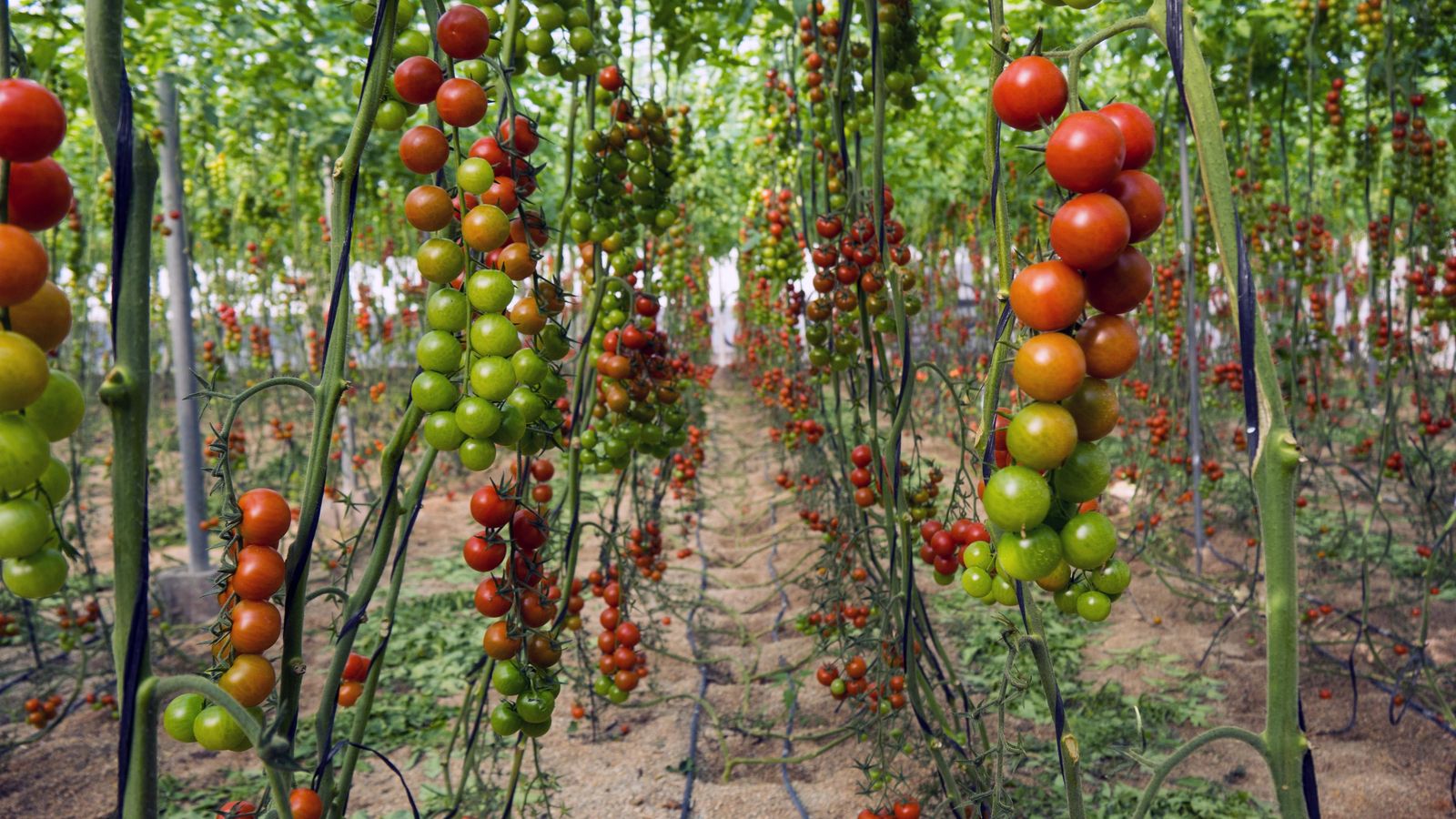 El Ejido es uno de los principales productores de frutas y hortalizas