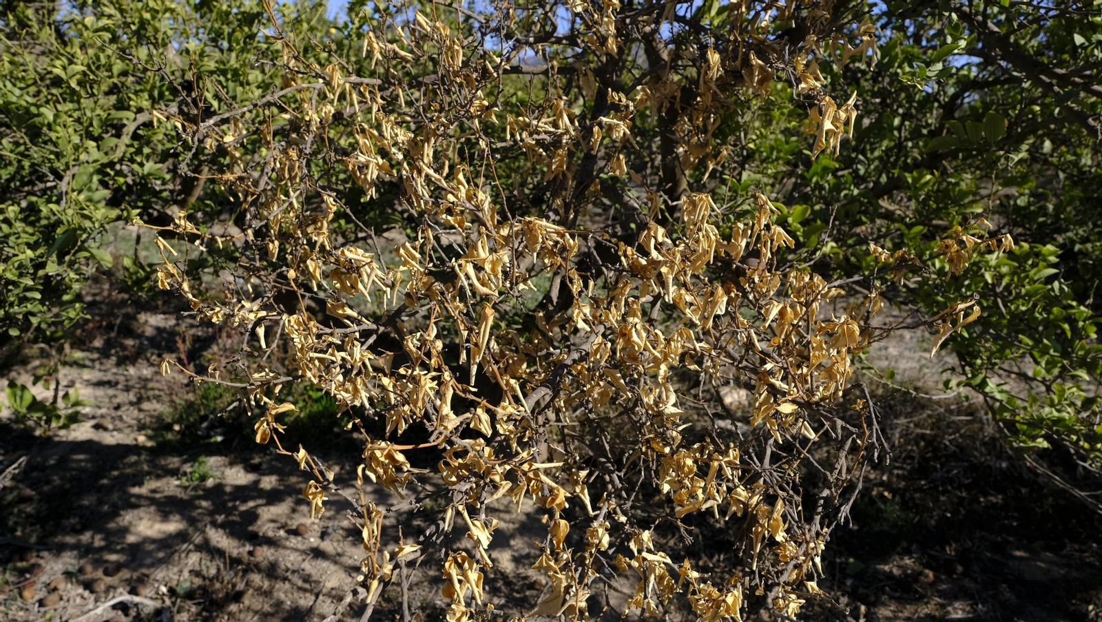 El abandono de cítricos en Huércal Overa, en imágenes