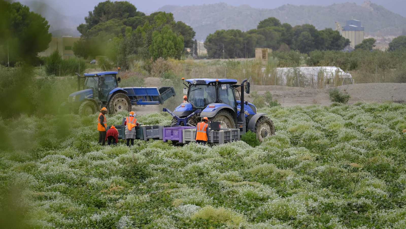La sandía y el melón de Huércal Overa, manjares en imágenes