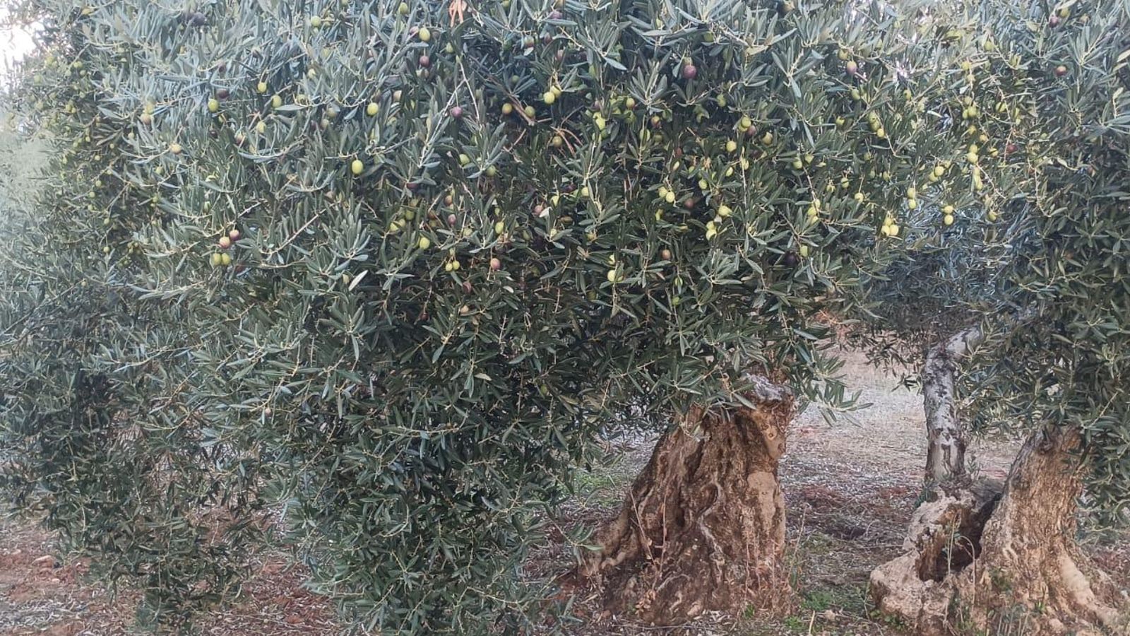 Mitad de la oliva sin aceituna.
