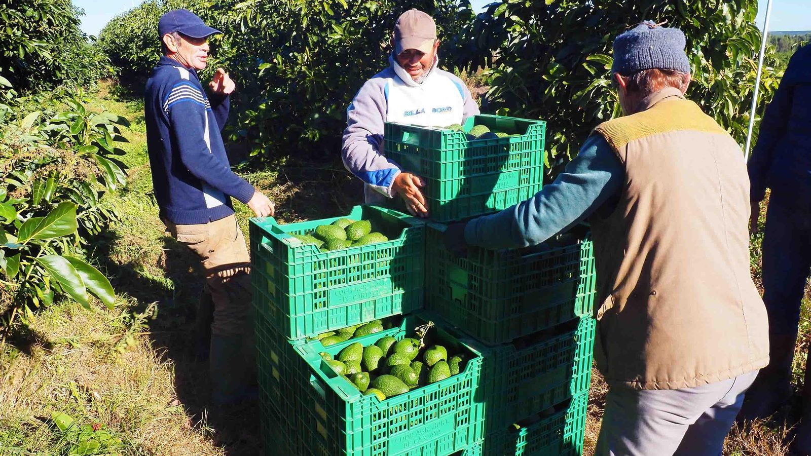 La fase de recolección del aguacate permite ampliar el calendario laboral del campo onubense La fase de recolección del aguacate permite ampliar el calendario laboral del campo onubense
