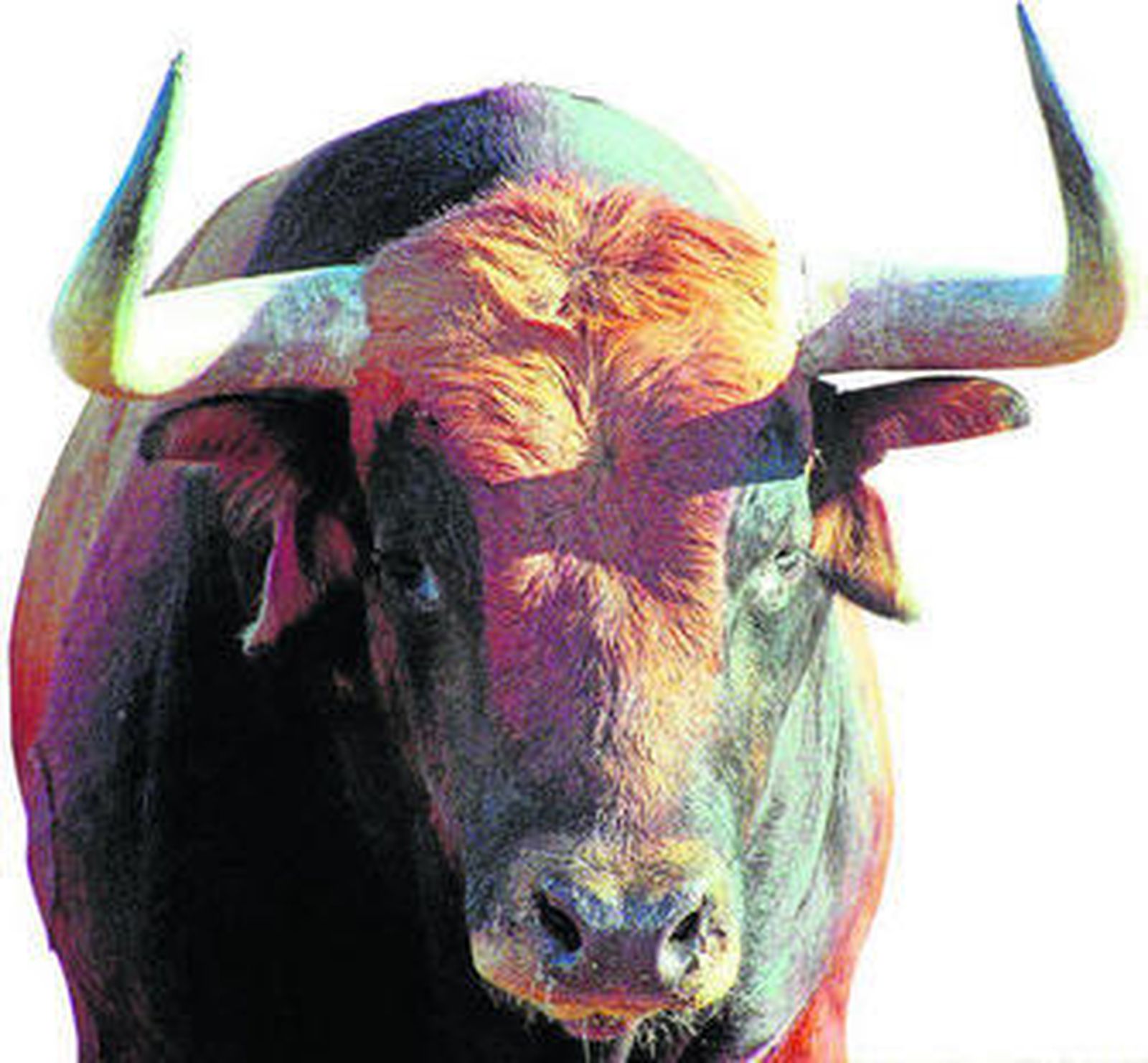 Un ejemplar de la ganadería de Cebada Gago, hierro que ha obtenido un importante triunfo ganadero en Francia