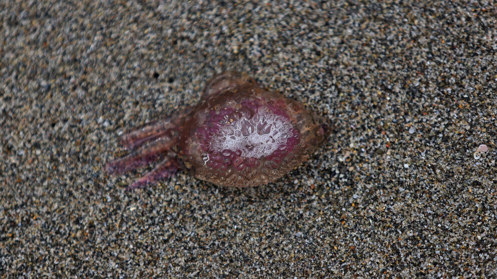 Fotos de la invasión de medusas en las playas del Campo de Gibraltar