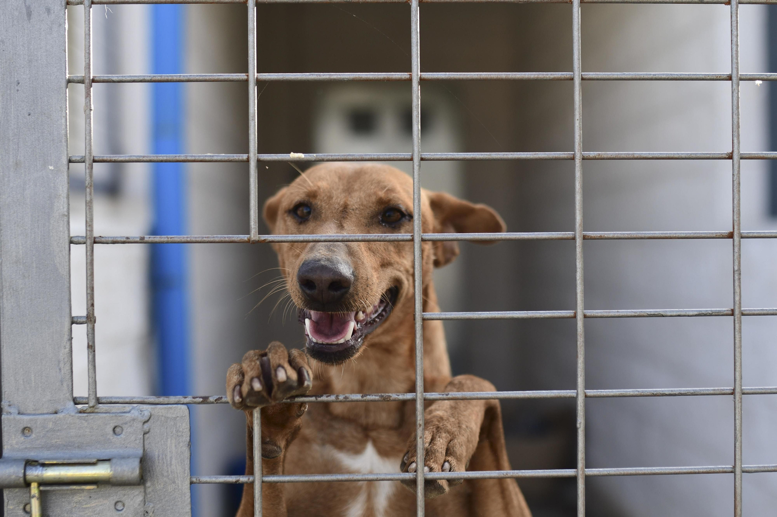 'Juguetes'sin dueños