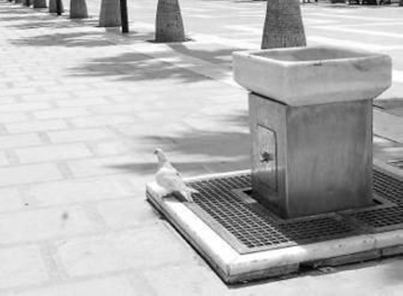 El número de palomas se ha reducido en solo unos días.