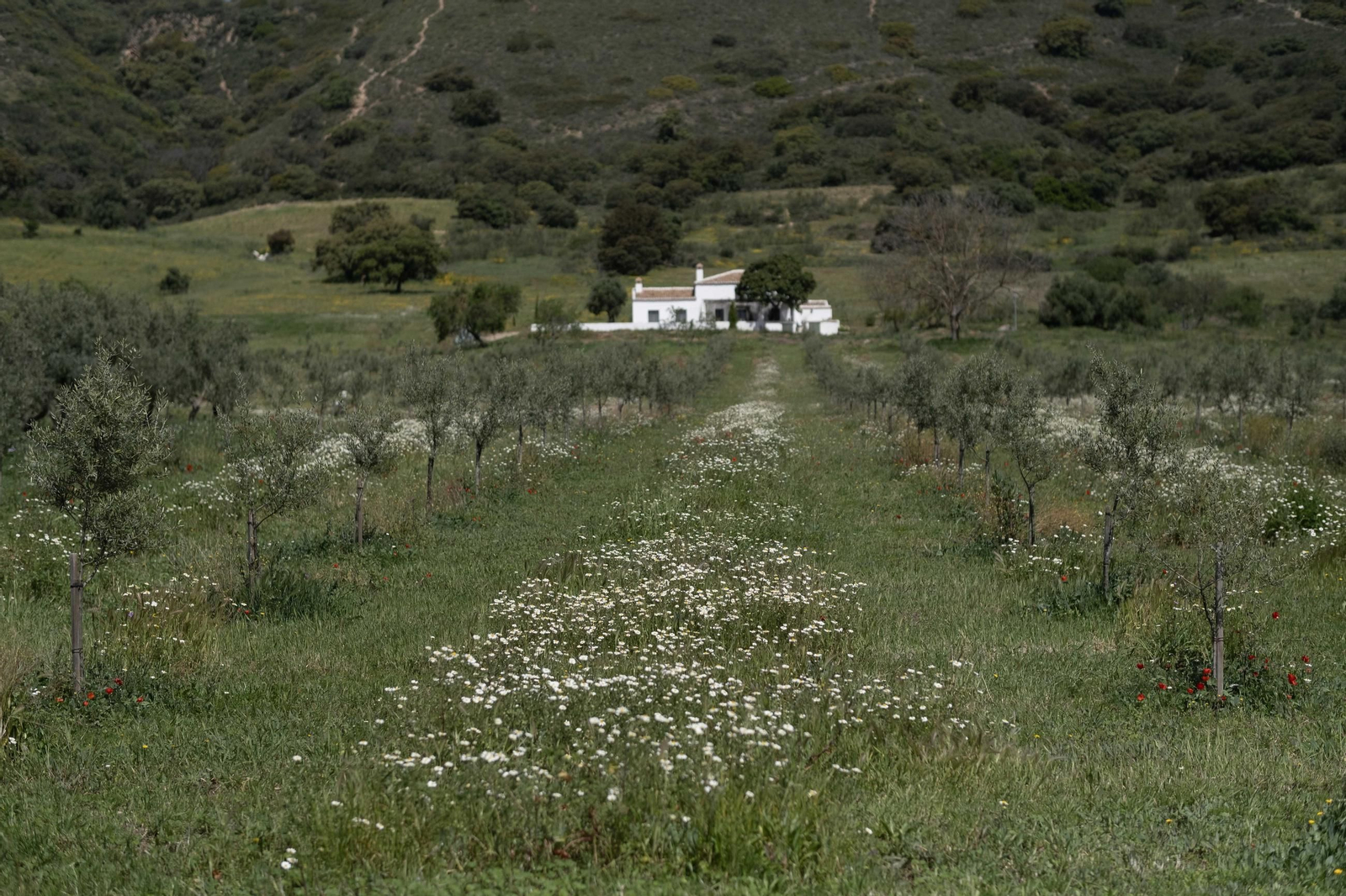 Primavera en la Serranía de Ronda, en imágenes.