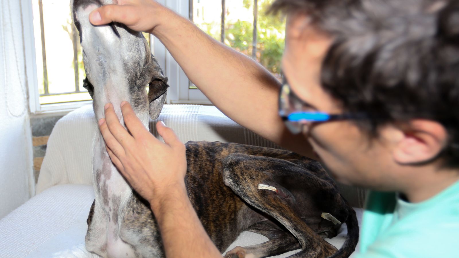 El animal presentaba cortes en su mandíbula.