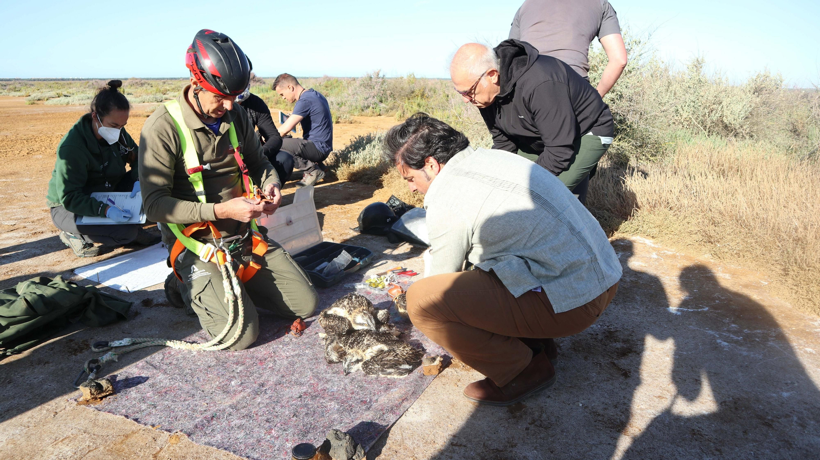 Anillamiento de tres pollos de águila pescadora nacidas en el Paraje Natural Marismas del Odiel