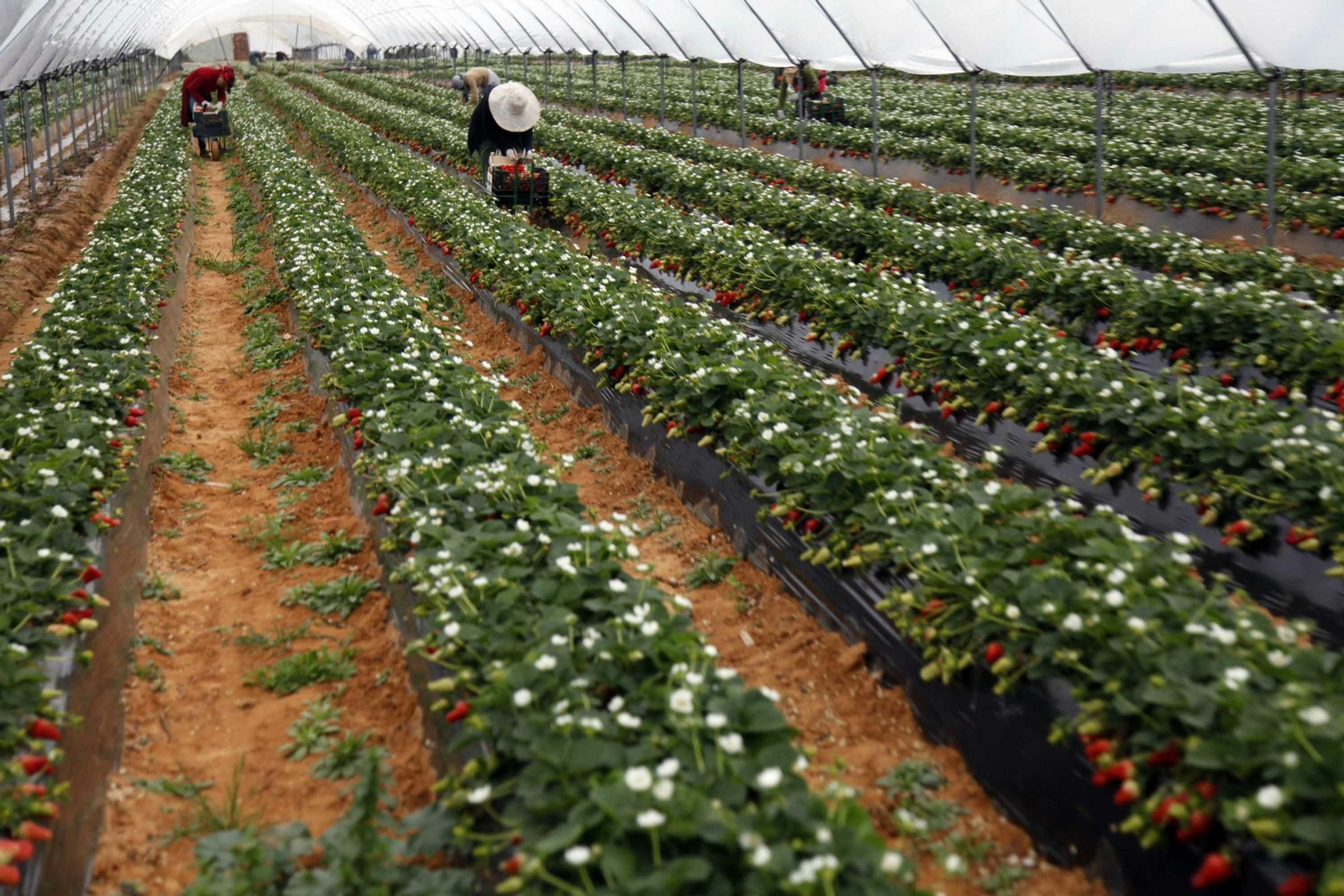 Varias temporeras recogen fresas en una plantación onubense.