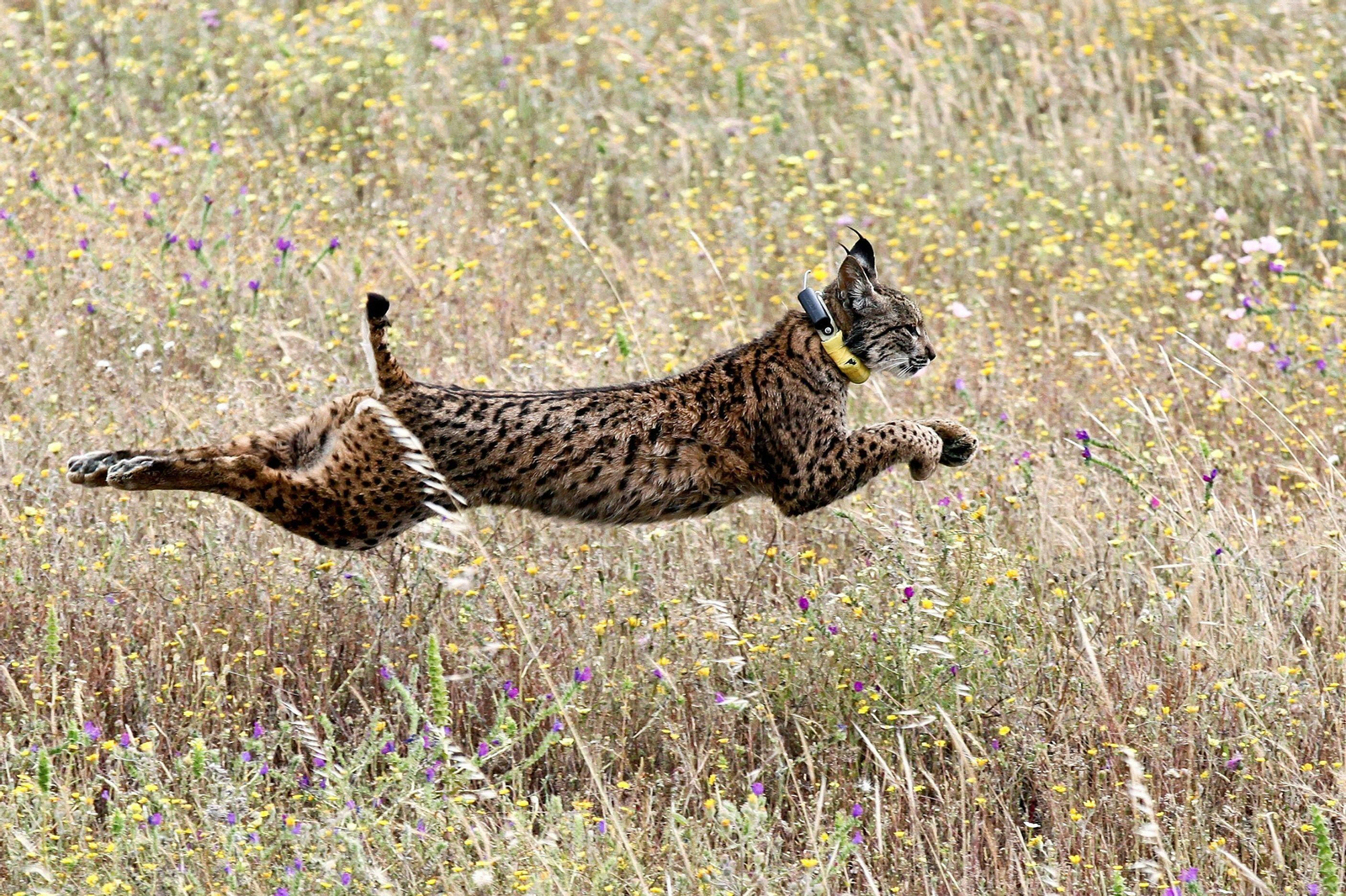 Un lince ibérico tras ser liberado. Un lince ibérico tras ser liberado.