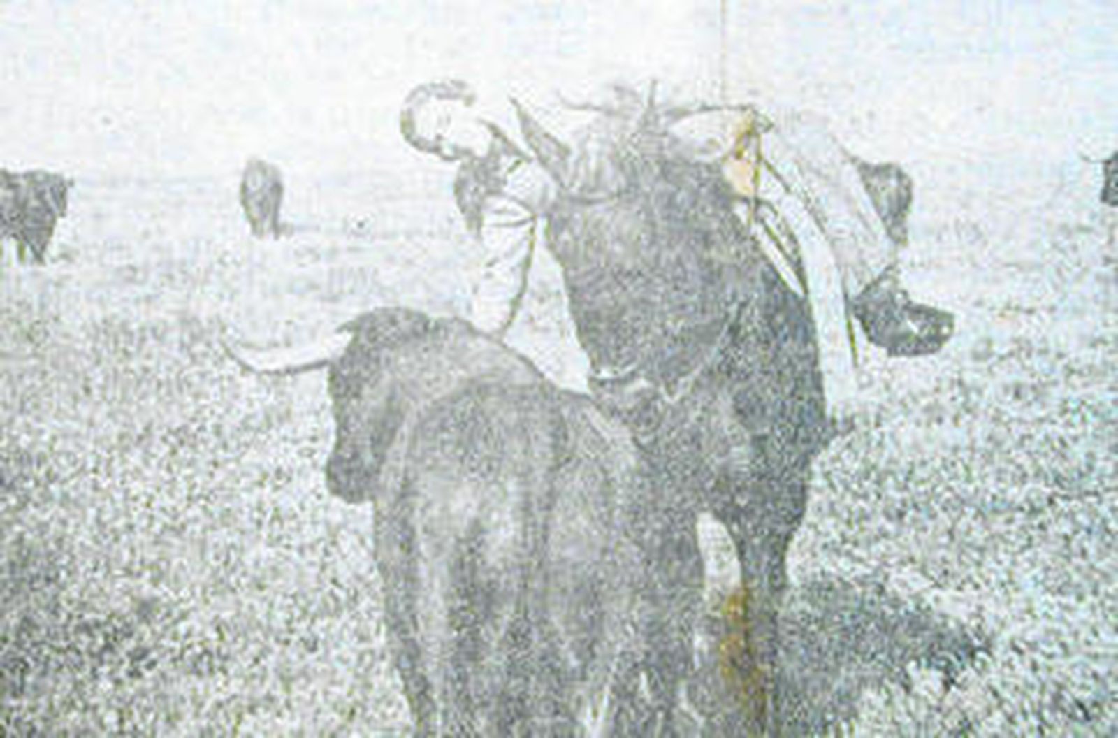 1935 Indultado en La Línea un toro criado a biberón