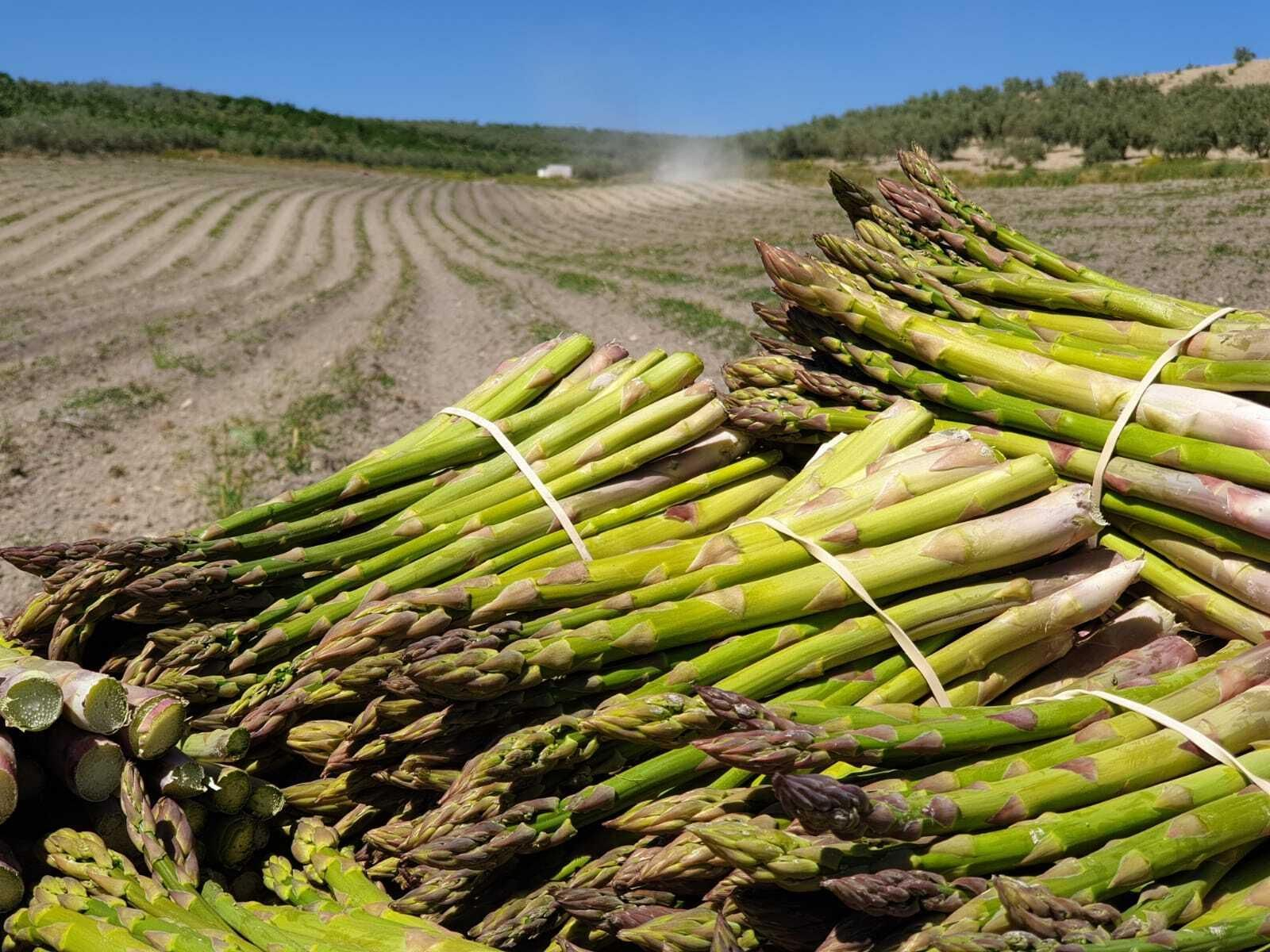 UPA Granada contrata por primera vez en origen a marroquíes para la campaña del espárrago