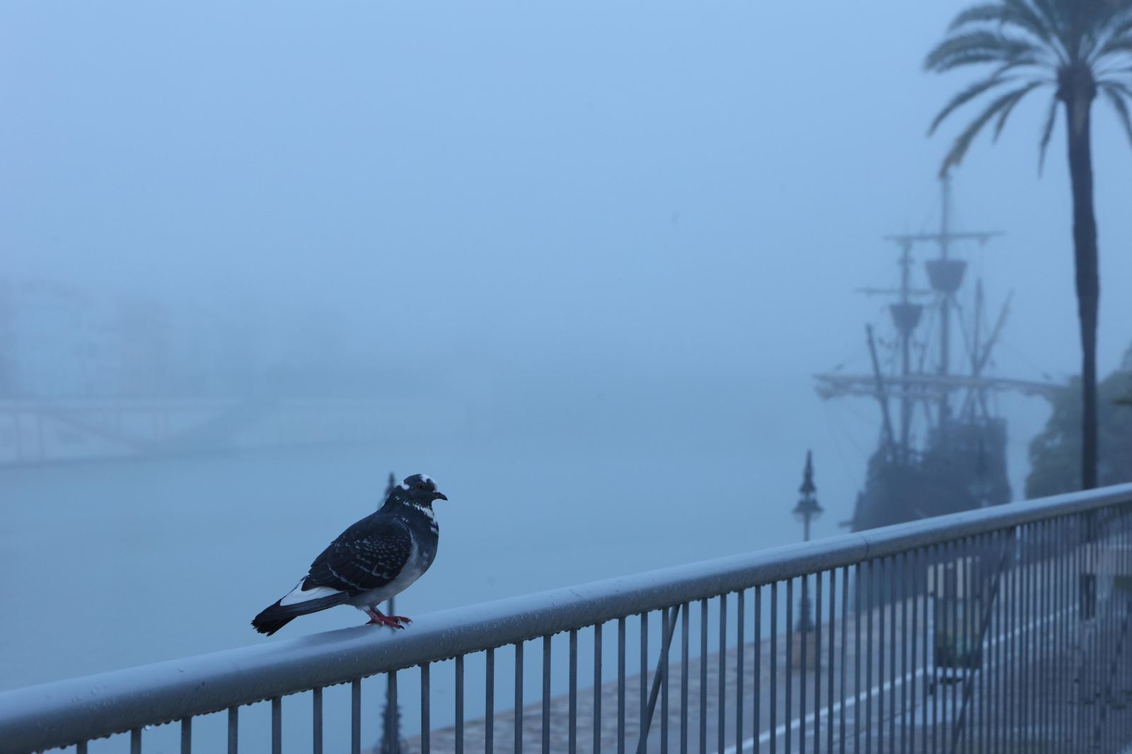 Las imágenes de la niebla en Sevilla