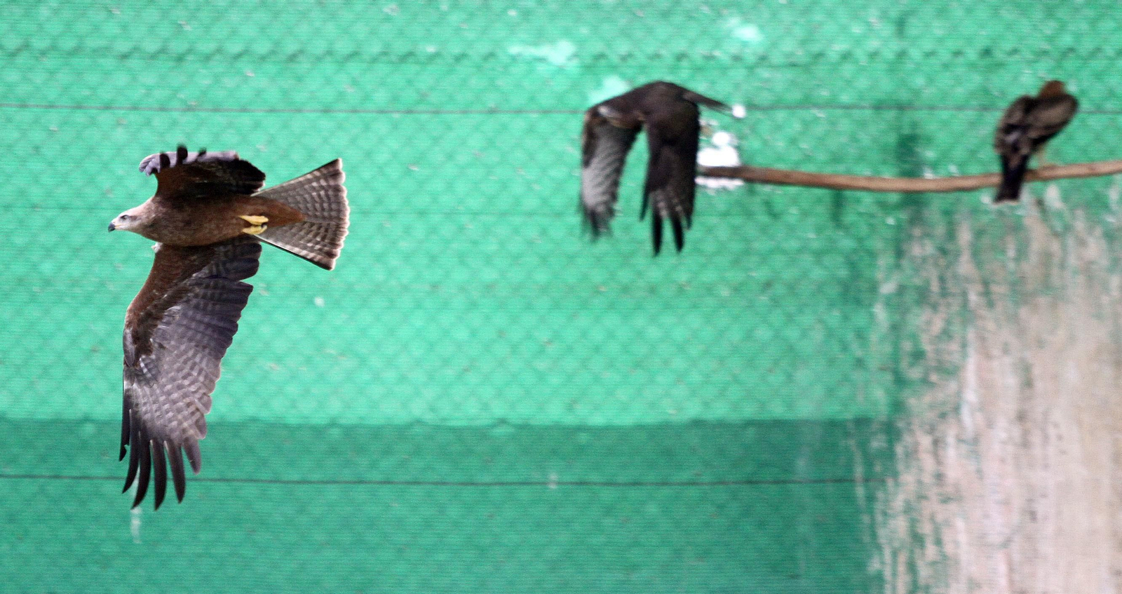 Animales del centro de recuperación Marismas del Odiel. Animales del centro de recuperación Marismas del Odiel.
