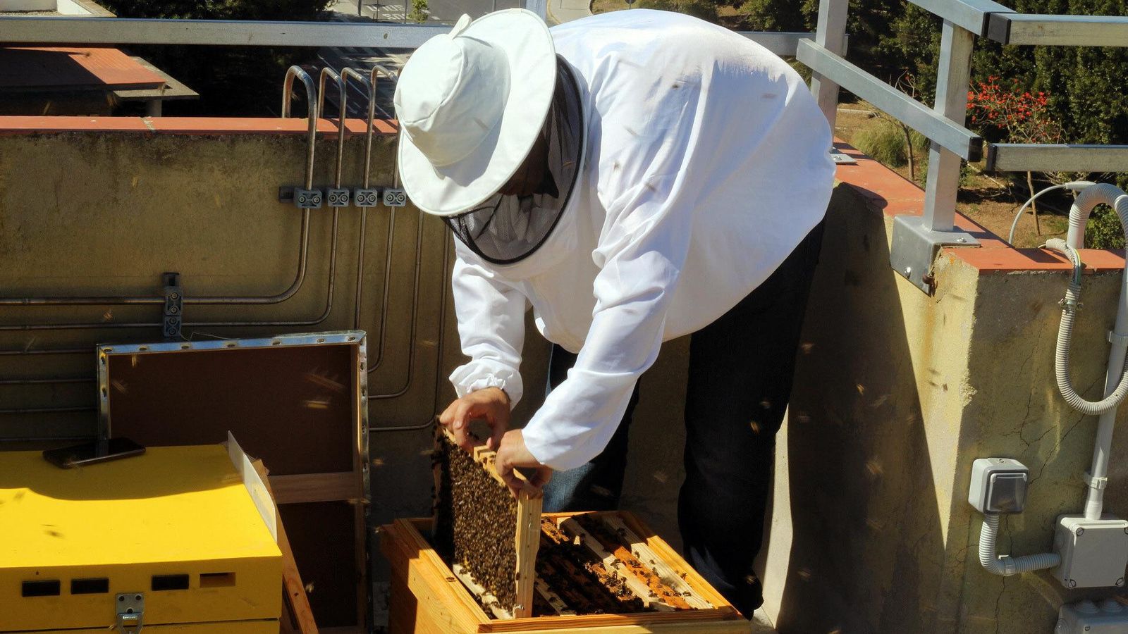 Un apicultor abre una de las colmenas del campus de Teatinos.