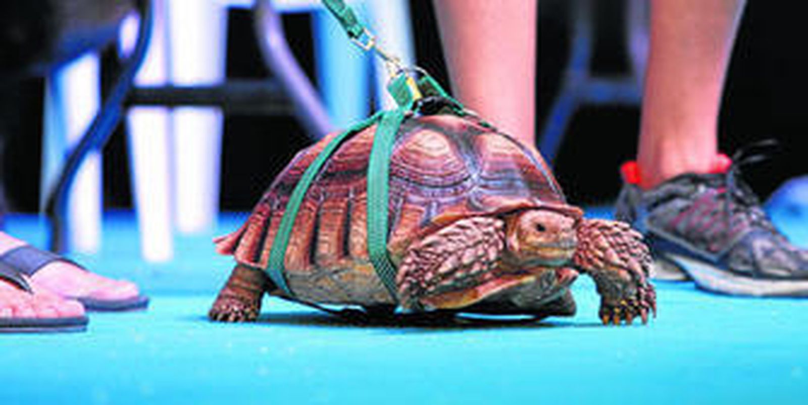 Esta tortuga sulcana, de un tamaño considerable, se convirtió en la vencedora del concurso de animales exóticos.