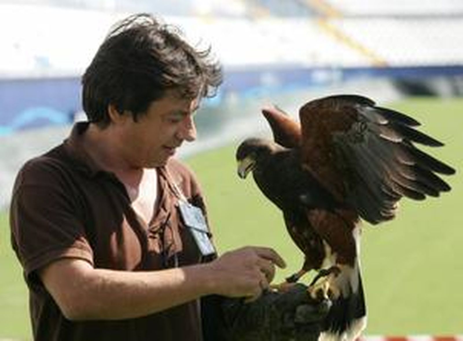 Un águila para ahuyentar las aves que deterioran el césped de La Rosaleda