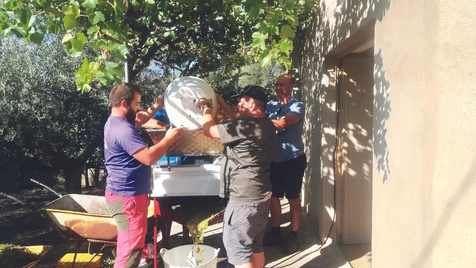 En la bodega, rodeados de parras, elaborando el vino, concretamente separando los papillos y obteniendo por separado el zumo y el pellejo. Imposible una imagen más castiza. En la bodega, rodeados de parras, elaborando el vino, concretamente separando los papillos y obteniendo por separado el zumo y el pellejo. Imposible una imagen más castiza.