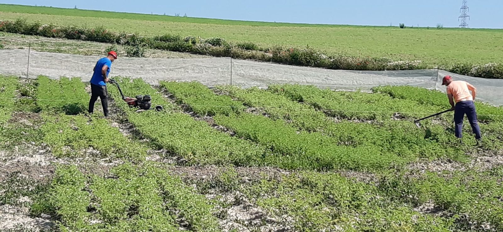 Cultivo de garbanzo en la Campiña Cordobesa.