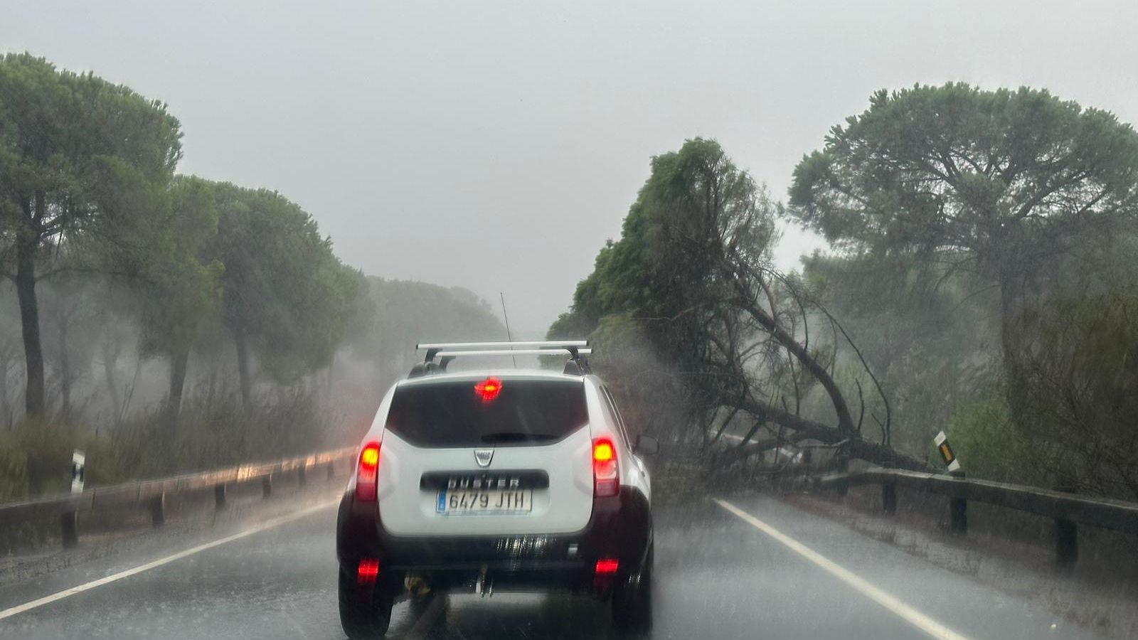 Cortada la A-5058 por la caída de un pino.