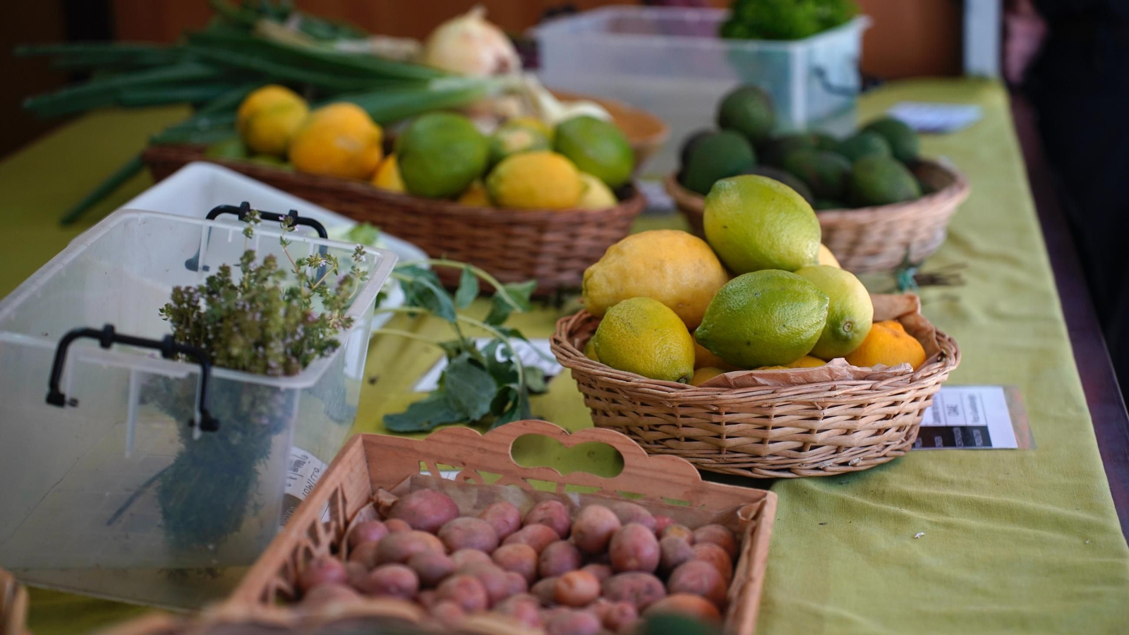 Muchas personas se reunen en la Plaza Alta, bailando y comiendo paella junto a la Feria de los Parques Naturales de Cádiz