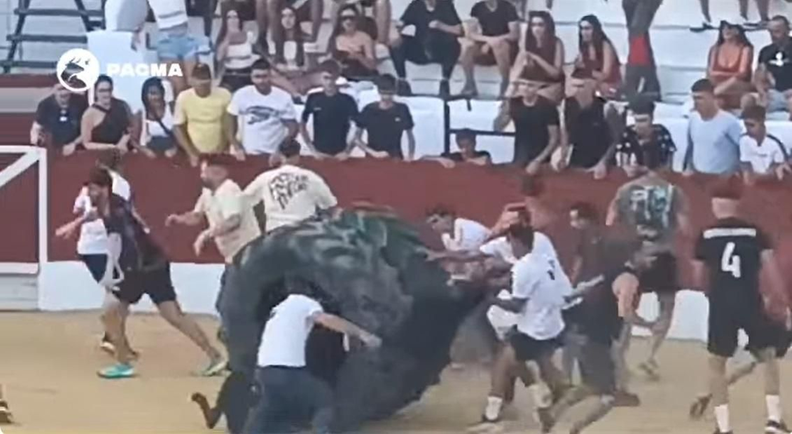 Momento en el que la vaquilla está dentro de la rueda. Captura del vídeo de denuncia de PACMA.