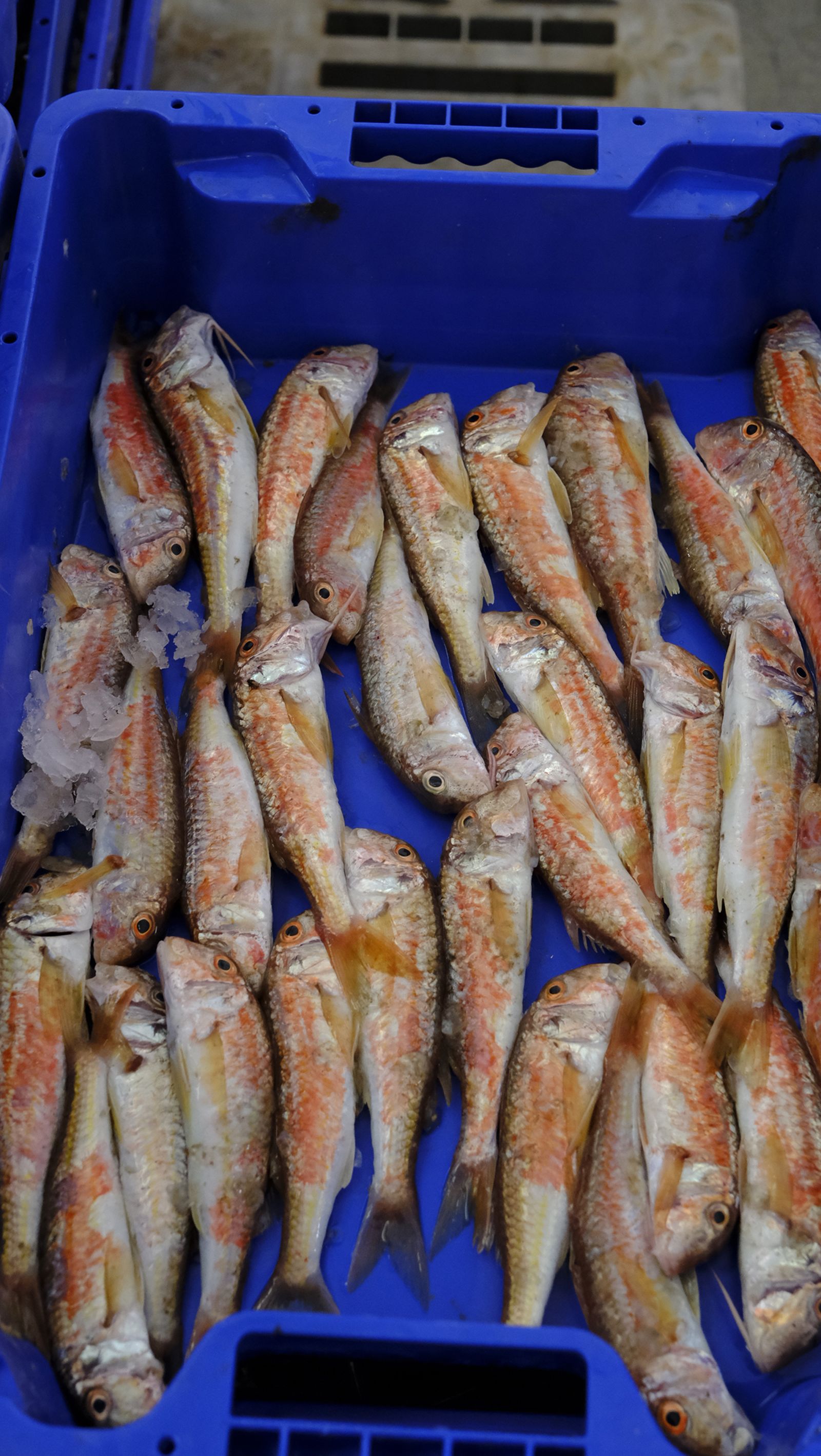 Imágenes de la visita guiada a la Lonja del Puerto Pesquero de Almería