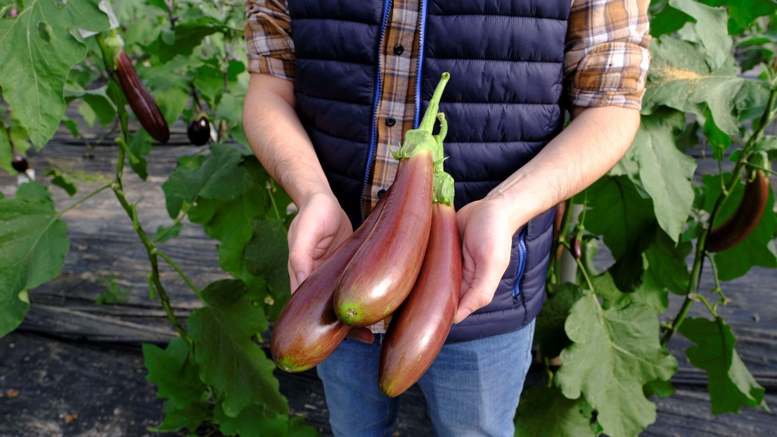 Tres ejemplares de la berenjena 'beChoc'.