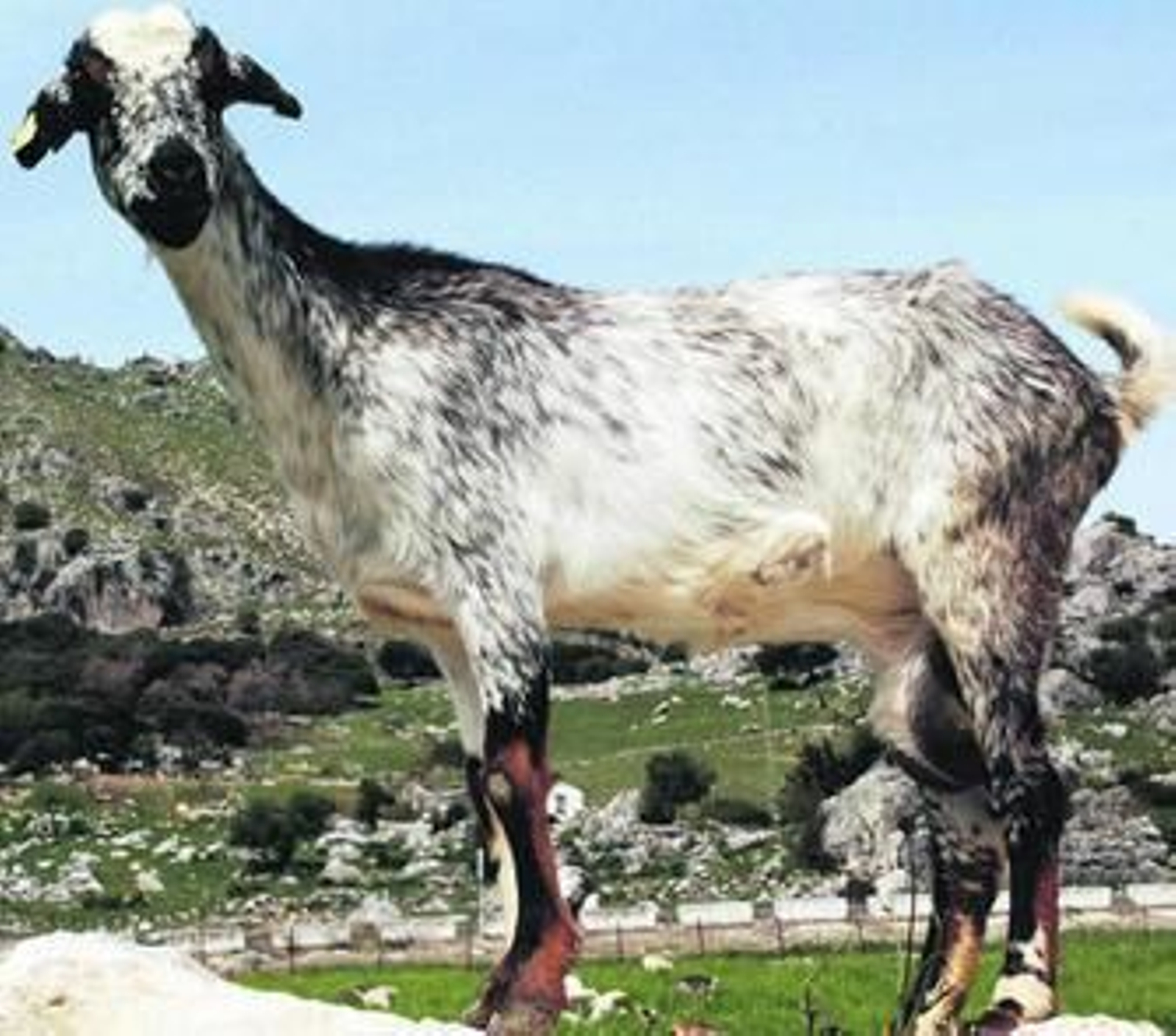 El ganado que tiende a la desaparición