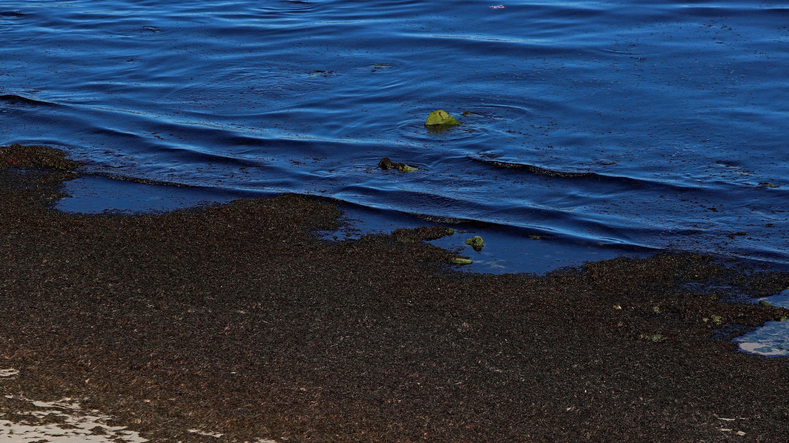 Alga invasora en Tarifa