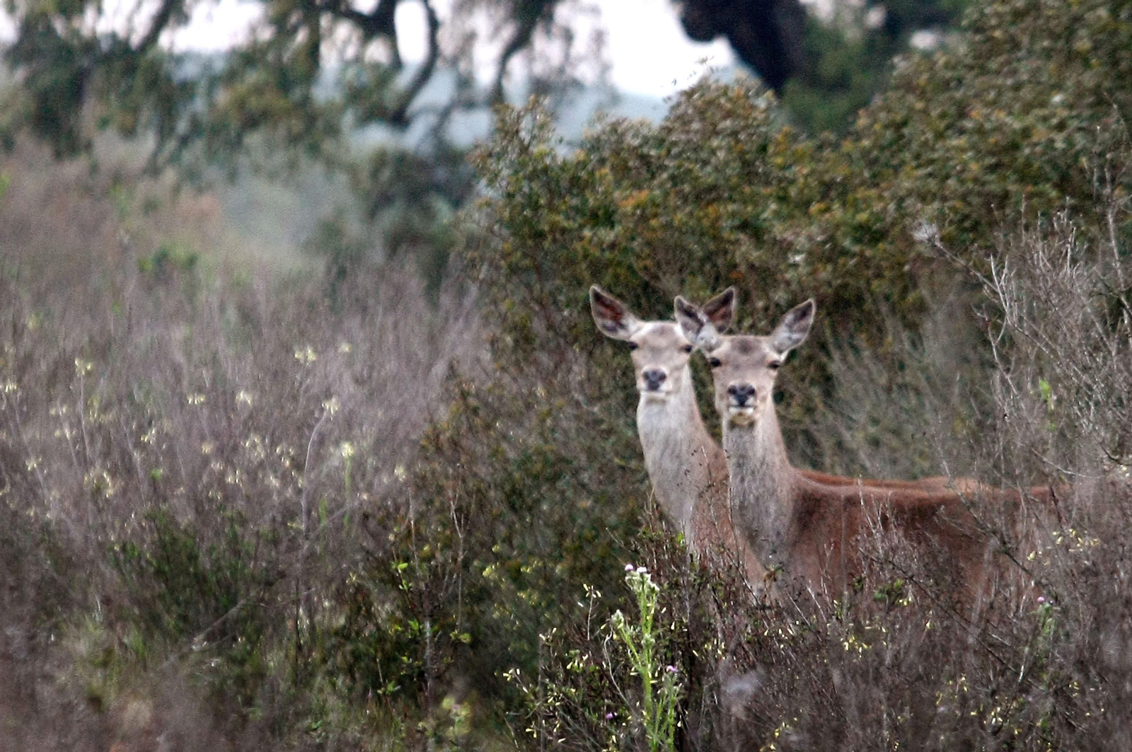 Un paseo por Doñana en imágenes