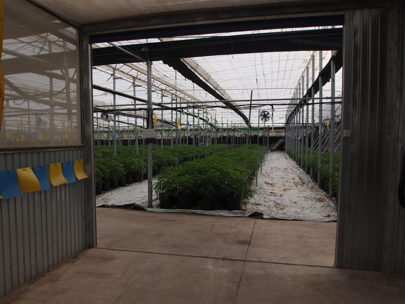 Viaje al interior de los invernaderos de última generación para el cultivo del cáñamo