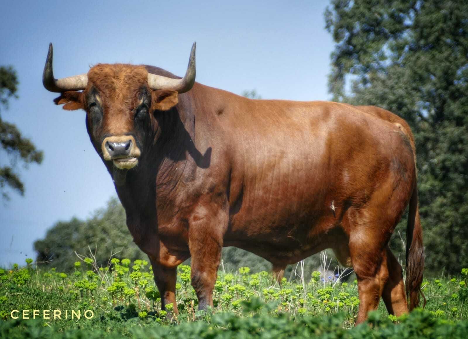 El castaño ‘Trillador’ y su impresionante estampa en el campo antes de partir para su cita con Madrid.