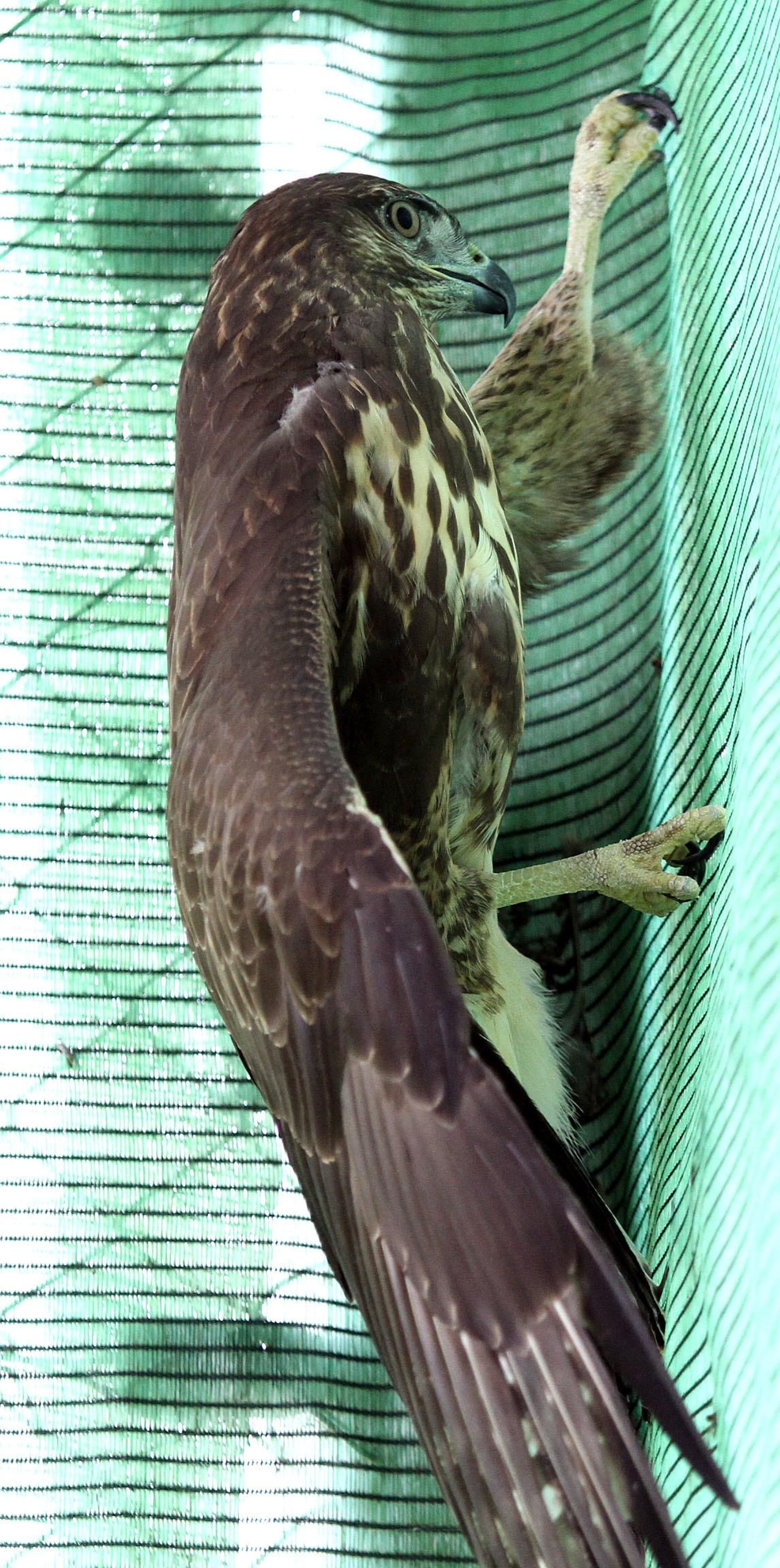 Centro de especies protegidas CREA-CEGMA