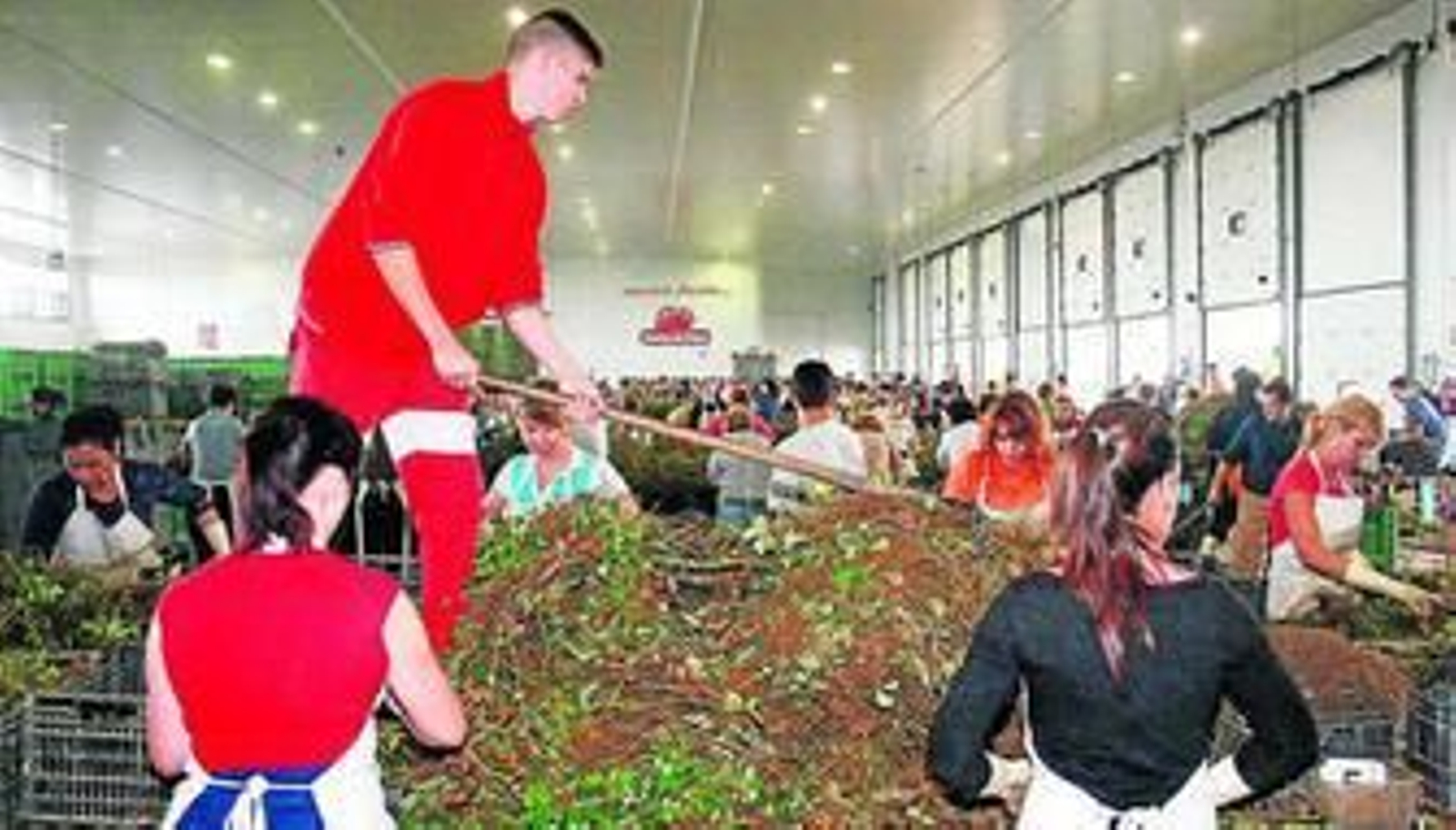 Un grupo de trabajadores y operarias selecciona plantas el pasado otoño en Palos.