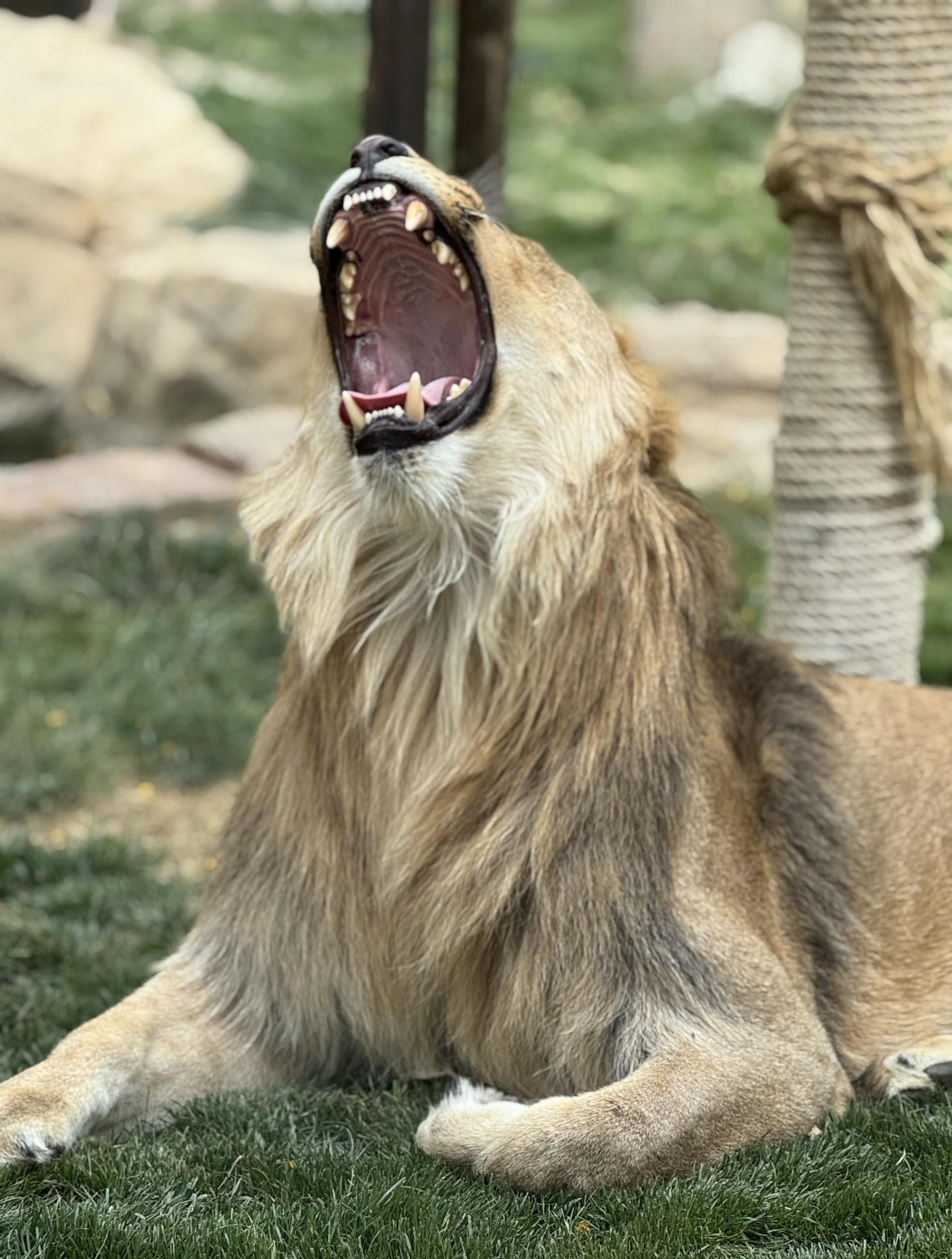 Así es Amaru, el león que ha sobrevido a una grave operación en Tabernas