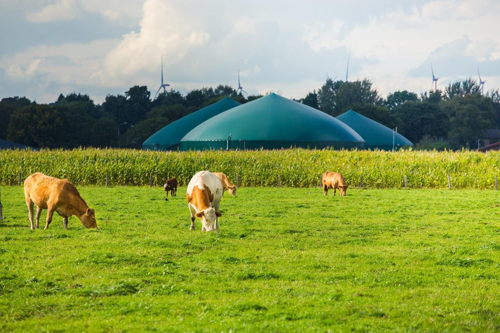 Un grupo de vacas, productoras de biometano, pastan en un campo. Un grupo de vacas, productoras de biometano, pastan en un campo.