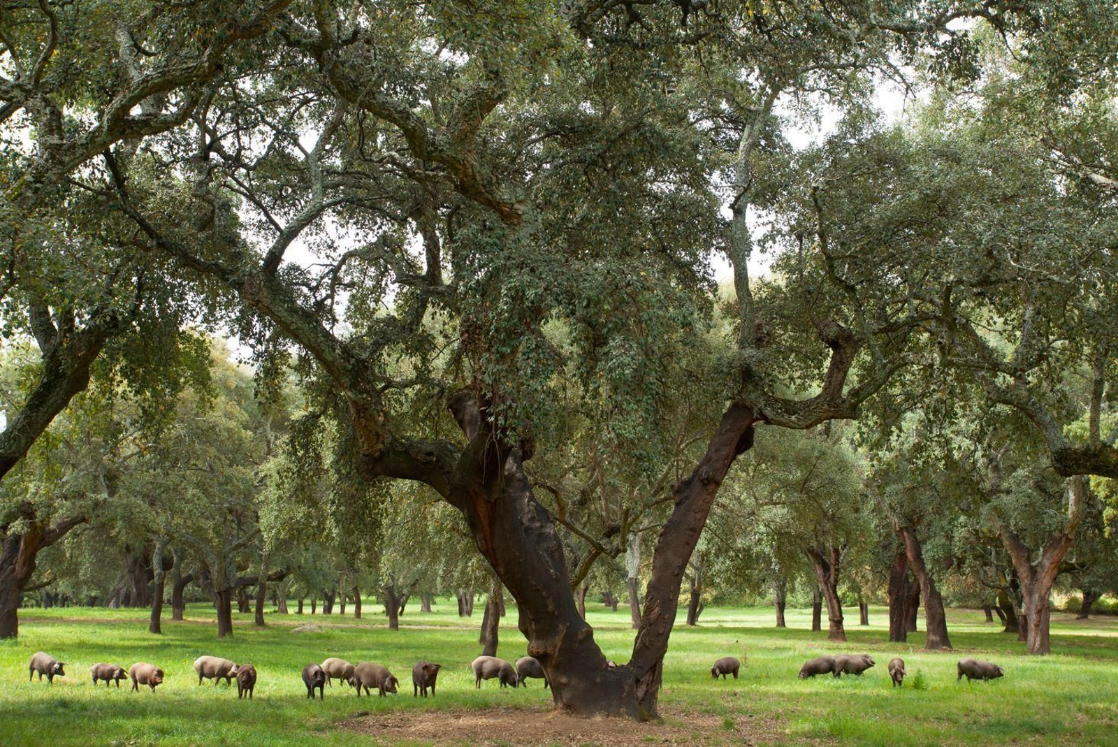 La Dehesa donde pastan los cerdos de Cinco Jotas.